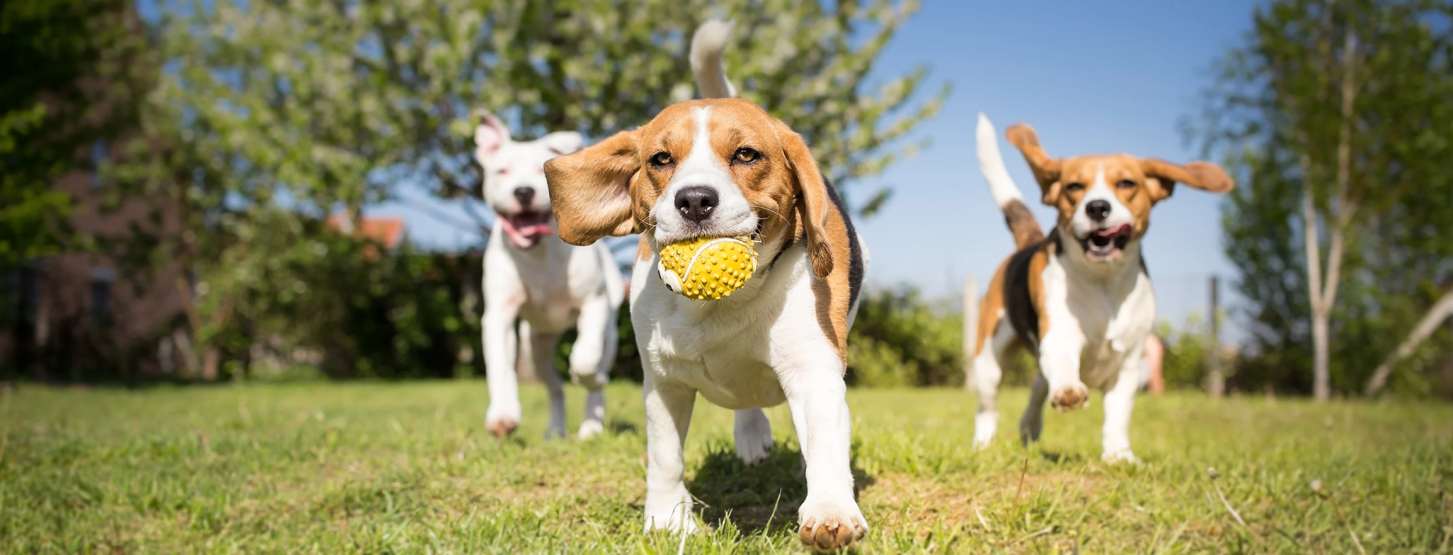 Dog running in grass happy