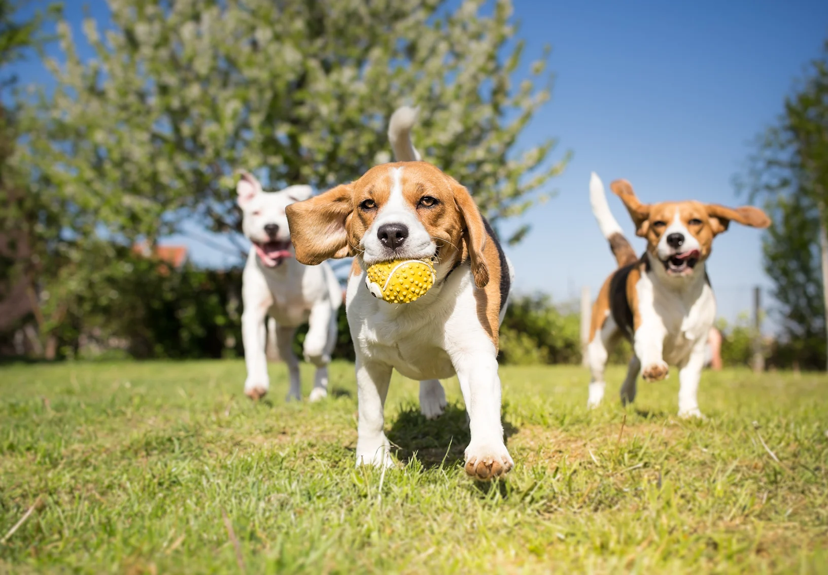 Dog running in grass happy