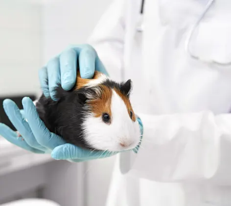 A guinea pig being held by a vet