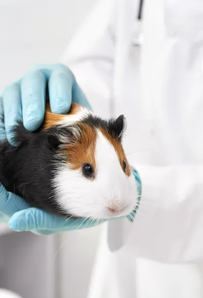 A guinea pig being held by a vet A guinea pig being held by a vet