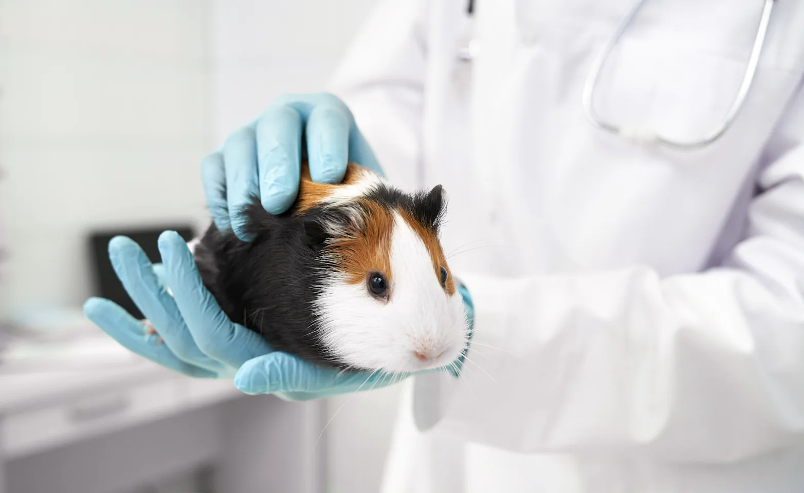 A guinea pig being held by a vet