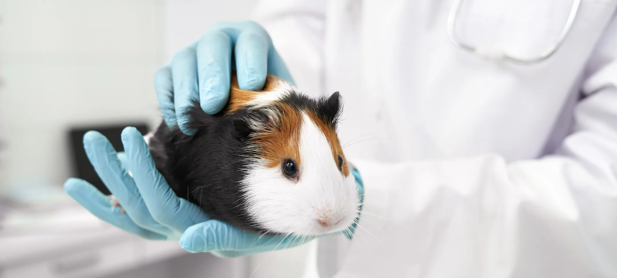 A guinea pig being held by a vet