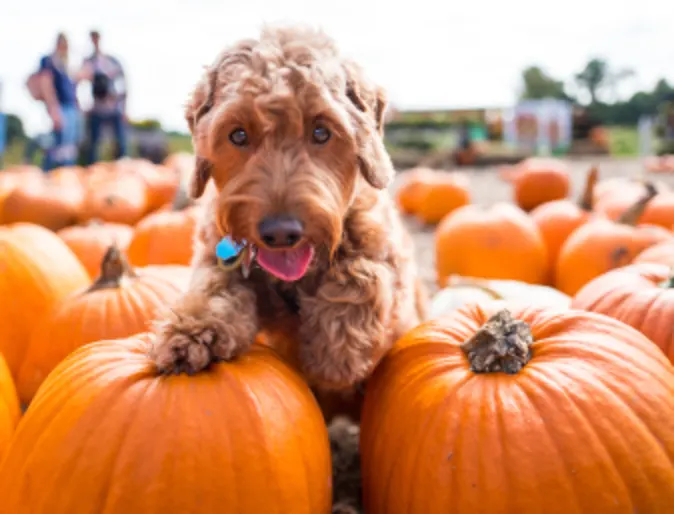 Dog Pumpkin Patch