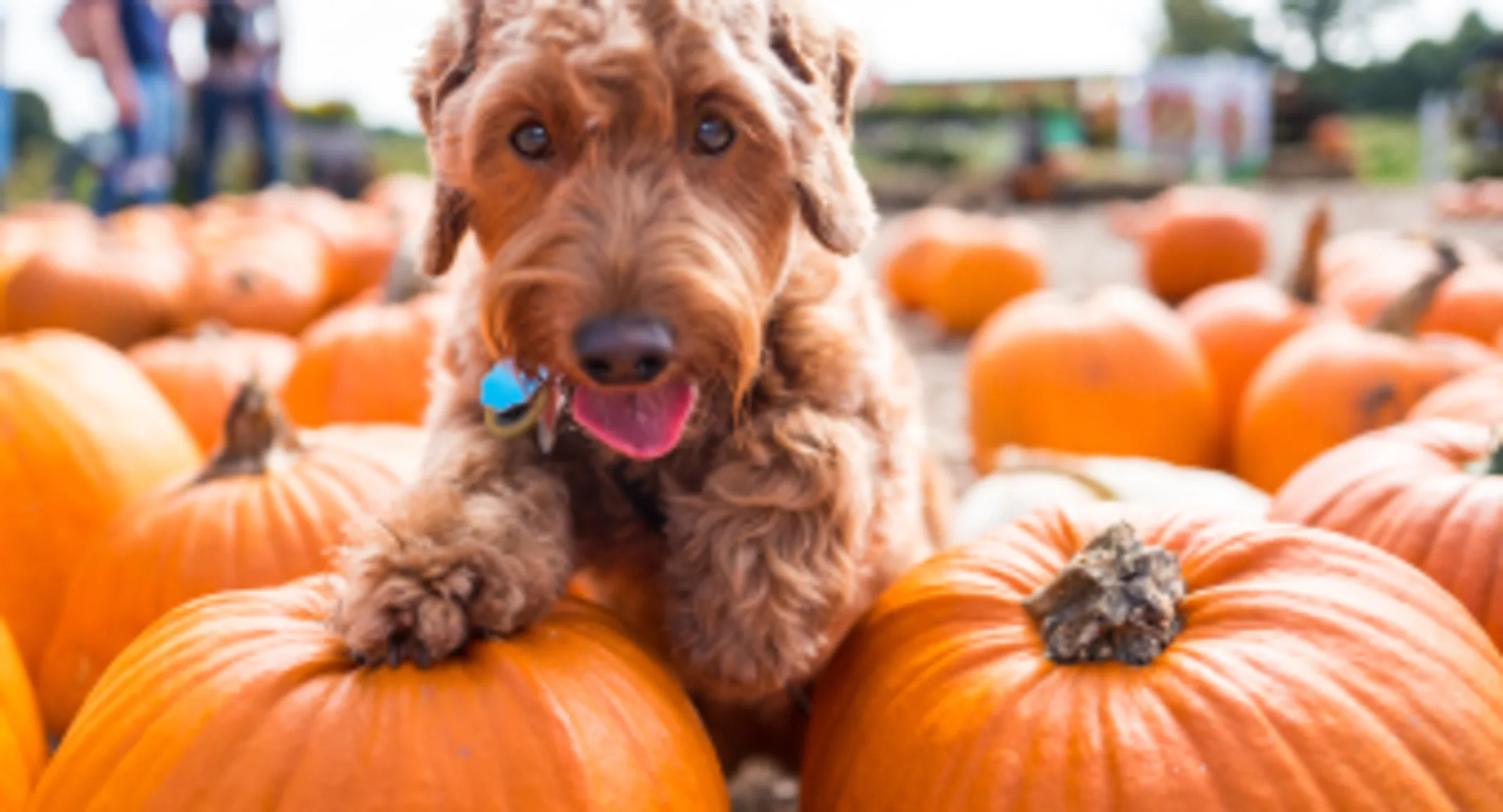 Dog Pumpkin Patch Dog Pumpkin Patch
