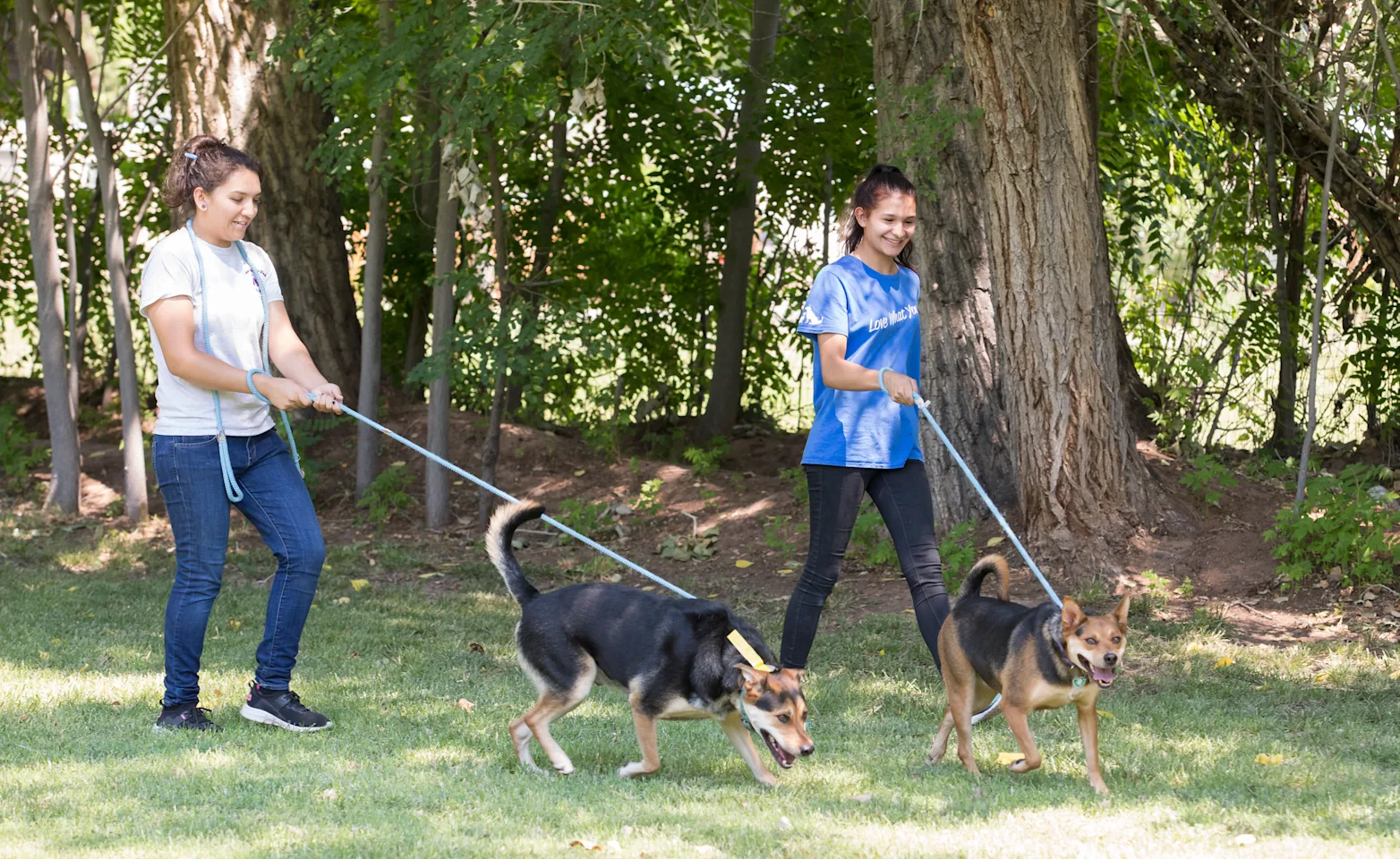 Dog walks Dog walks