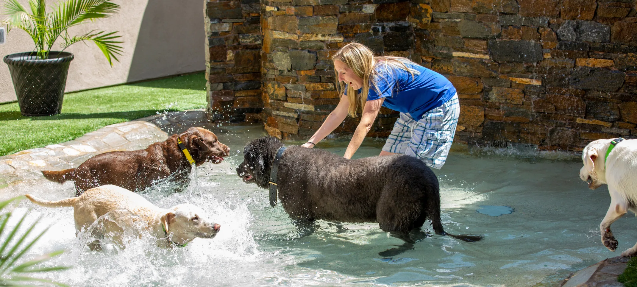 Dogs in pool playing