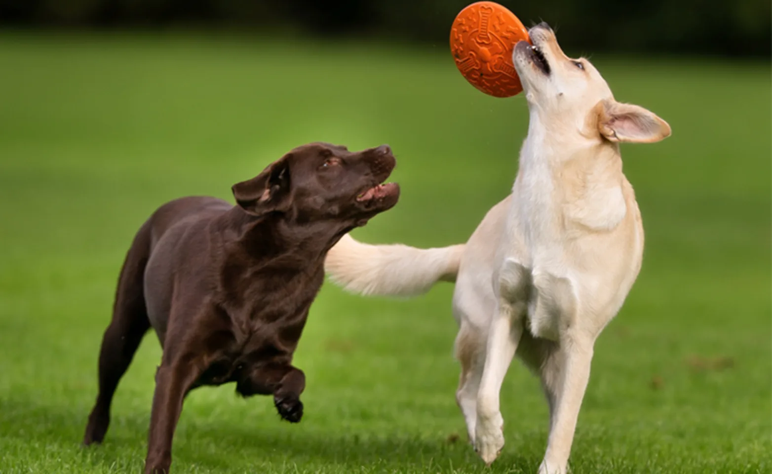 Black and White Dogs playing with Frisbee Black and White Dogs playing with Frisbee