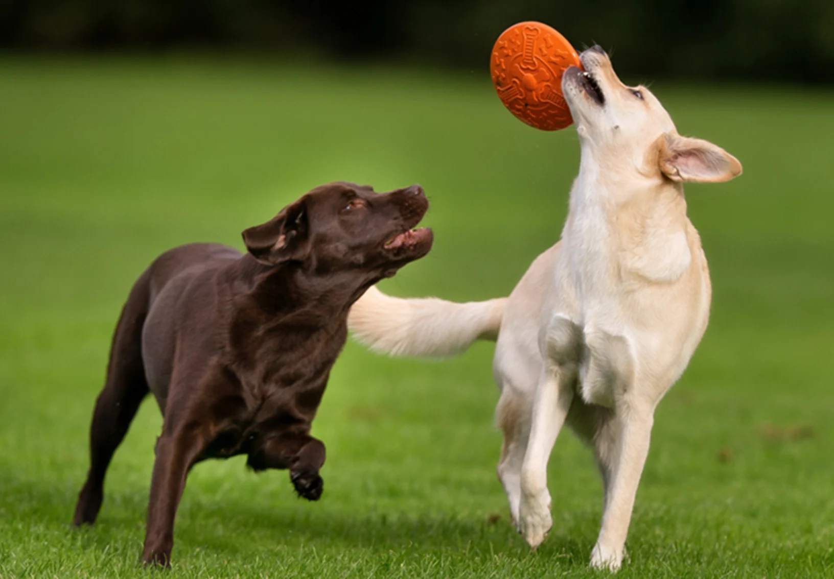Black and White Dogs playing with Frisbee Black and White Dogs playing with Frisbee