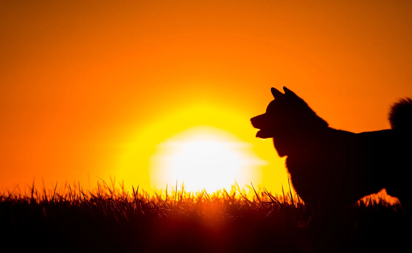 Silhouette of a dog against a sunset Silhouette of a dog against a sunset