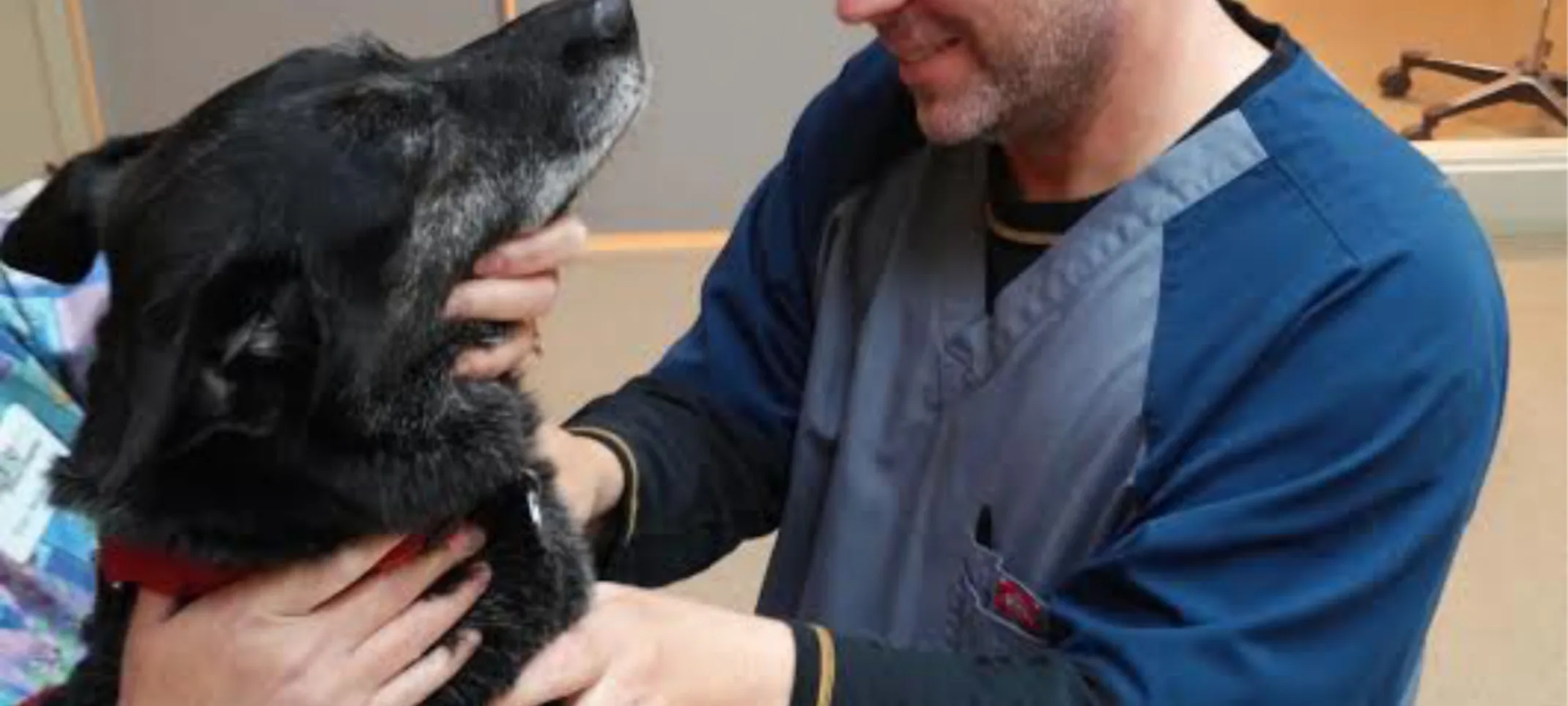 Staff member caring for a black dog on a table Staff member caring for a black dog on a table