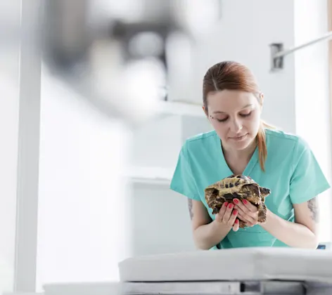 Turtle being held by vet