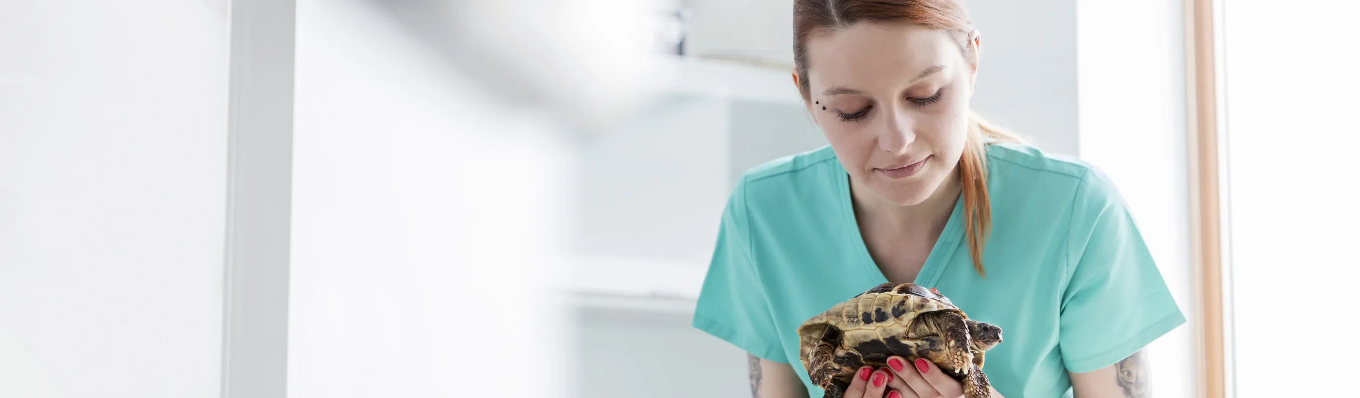 A vet staff member holds a turtle in a checkup room 