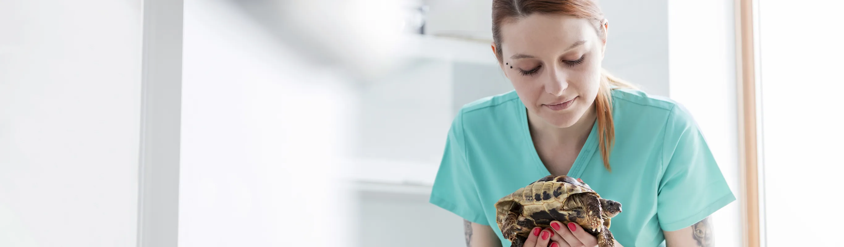 A vet staff member holds a turtle in a checkup room A vet staff member holds a turtle in a checkup room