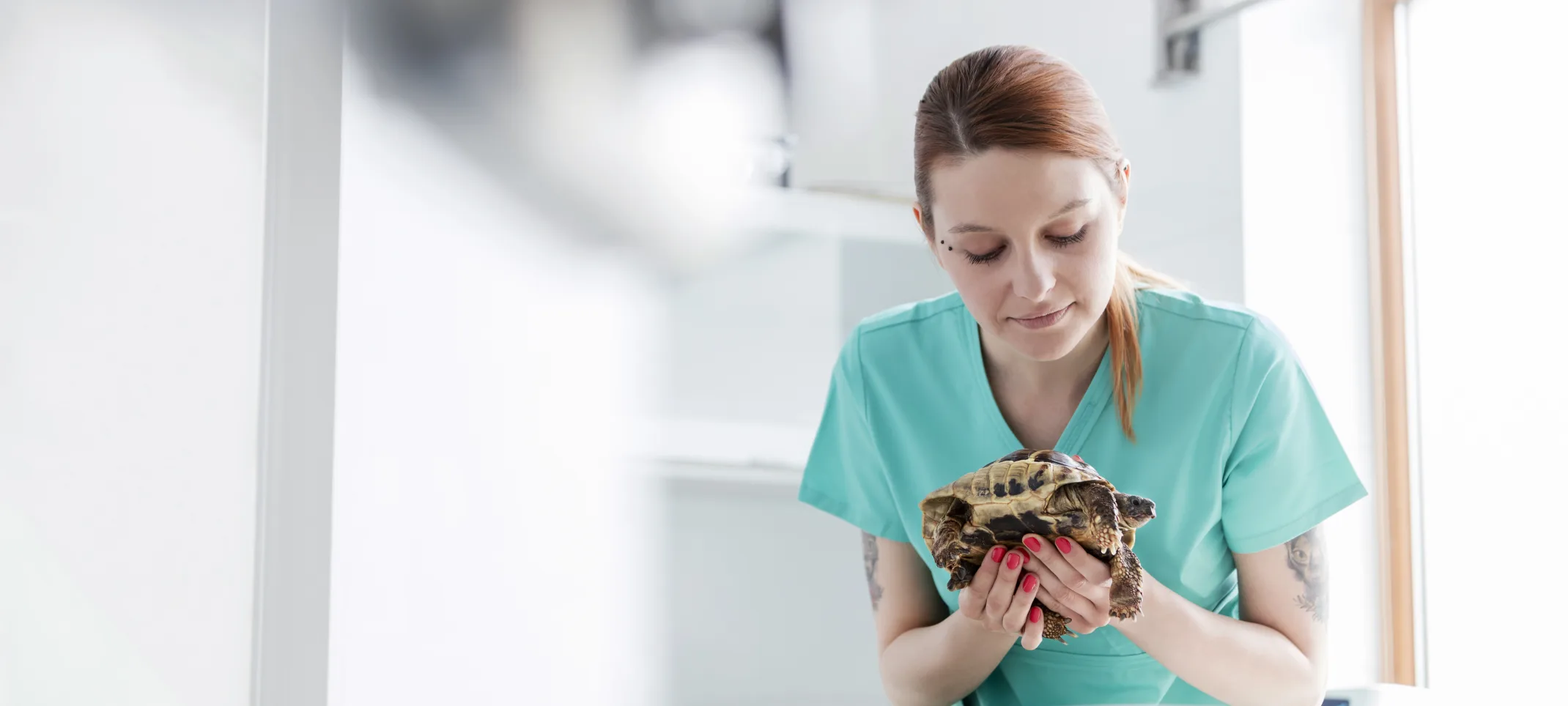 Turtle being held by vet