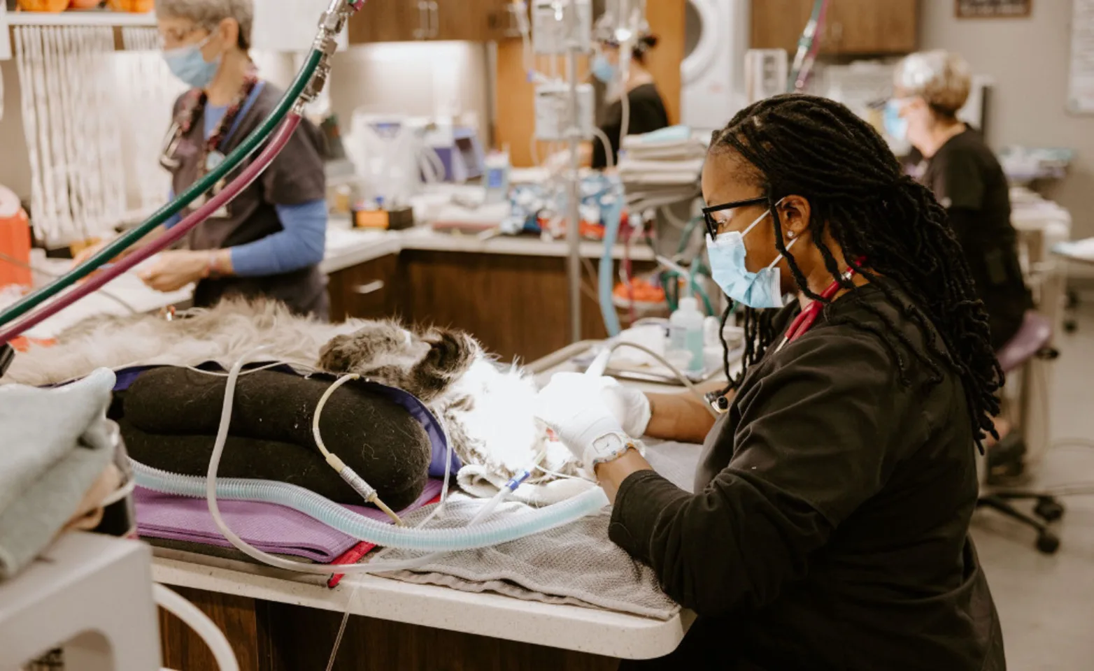 Veterinarian performing an oral cleaning on a patient. Veterinarian performing an oral cleaning on a patient.