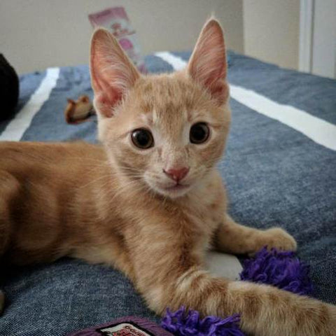 A young kitten looking up while laying down on a blanket. 
