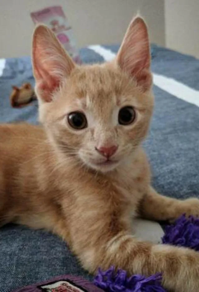 A young kitten looking up while laying down on a blanket. A young kitten looking up while laying down on a blanket.