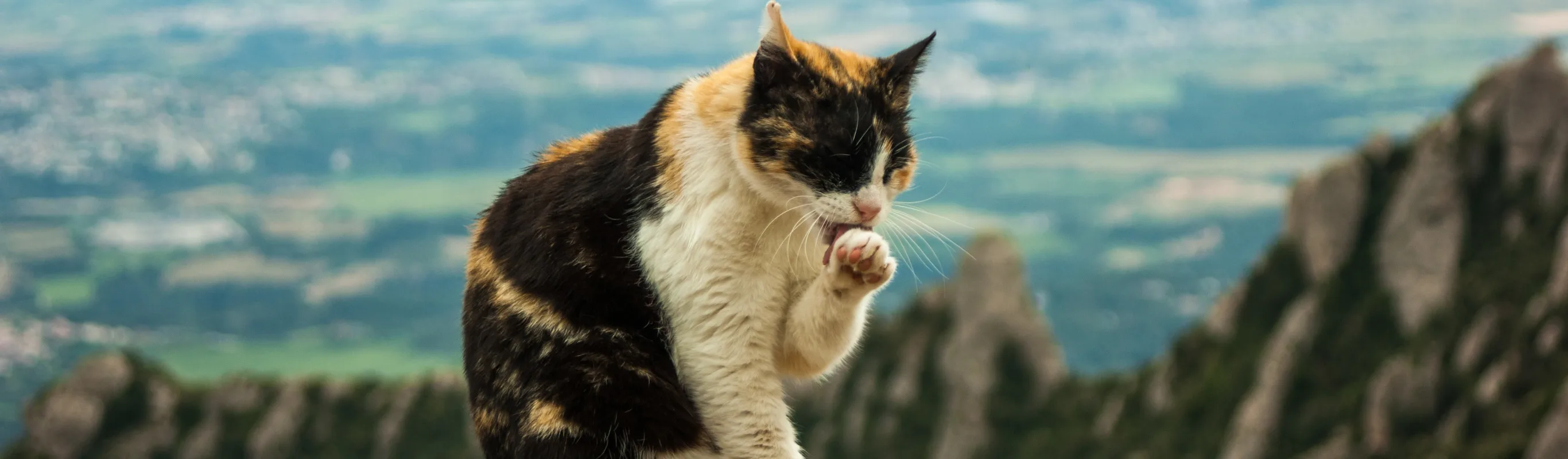 Cat licking its paw