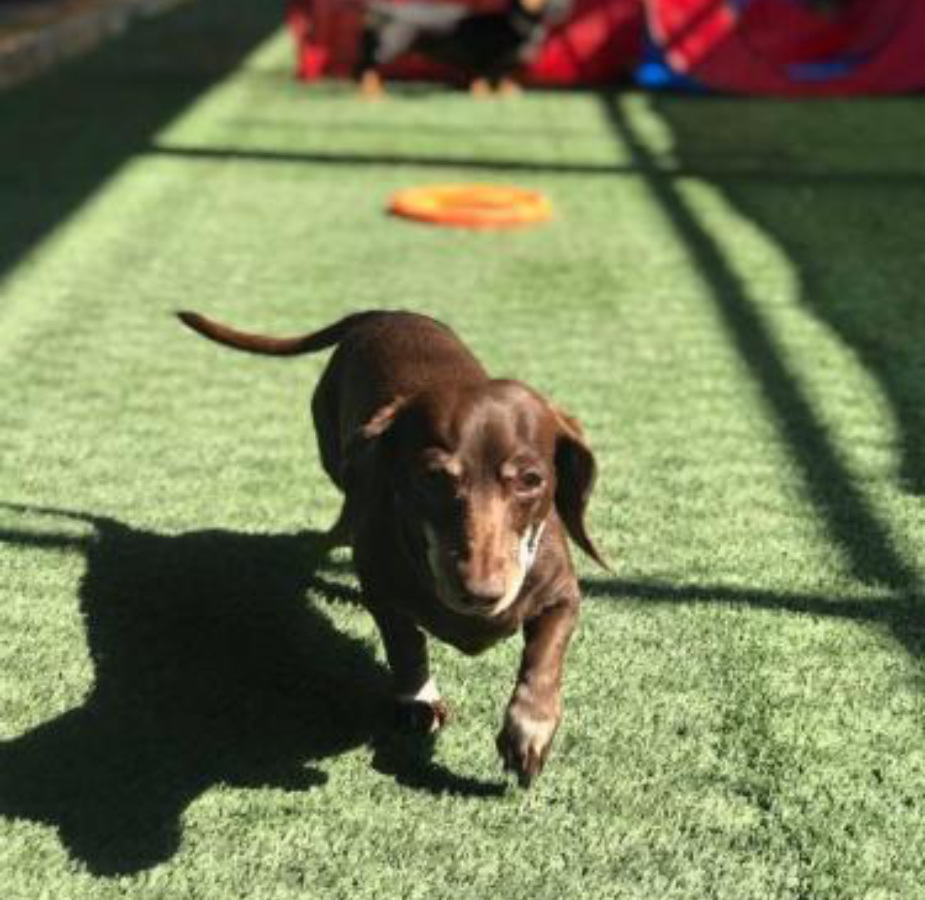 Gabby the dog walking towards camera