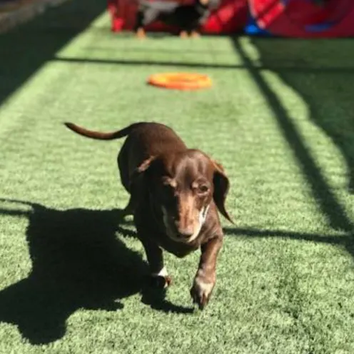 Gabby the dog walking towards camera Gabby the dog walking towards camera