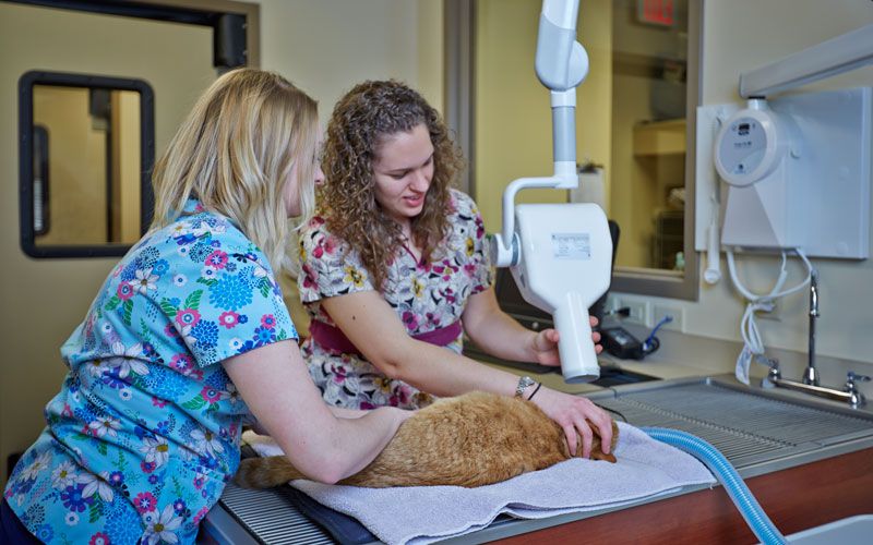 Vets performing a dental scan