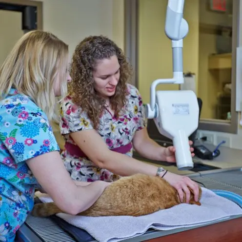 Vets performing a dental scan