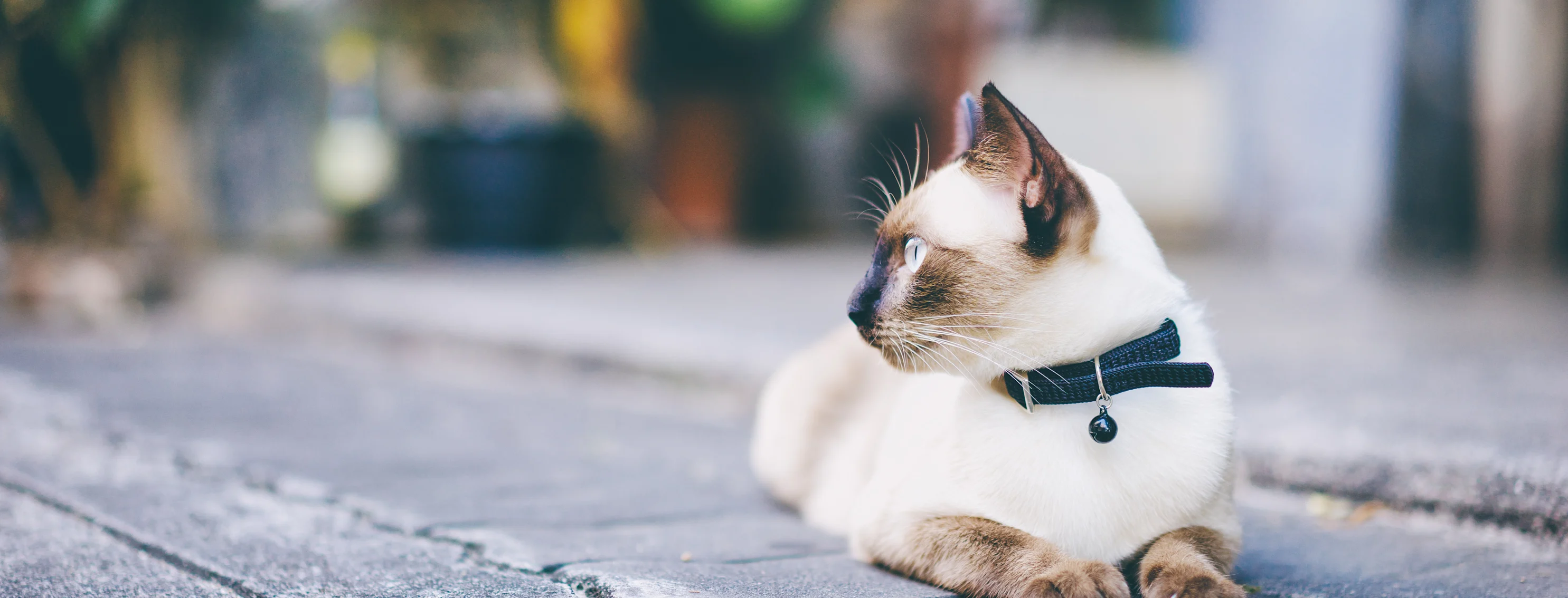A white cat looking left towards the distance A white cat looking left towards the distance