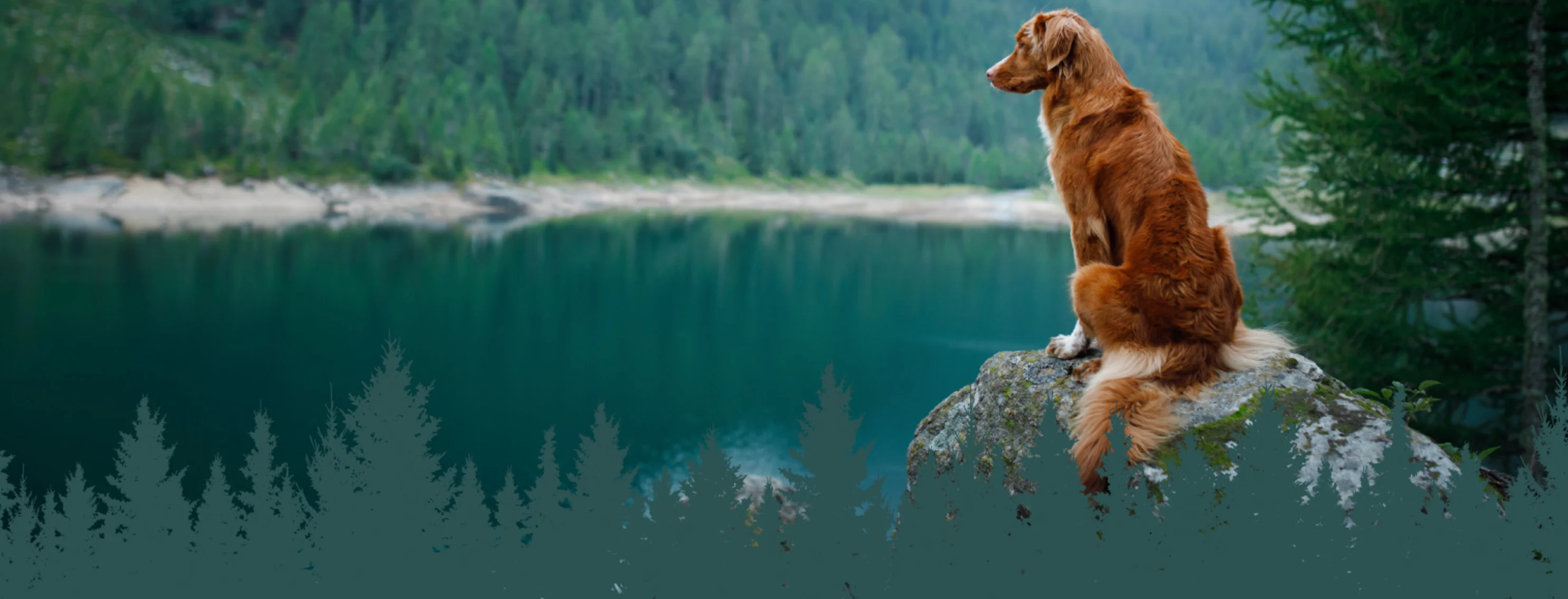 Dog on Rock Lake Dog on Rock Lake