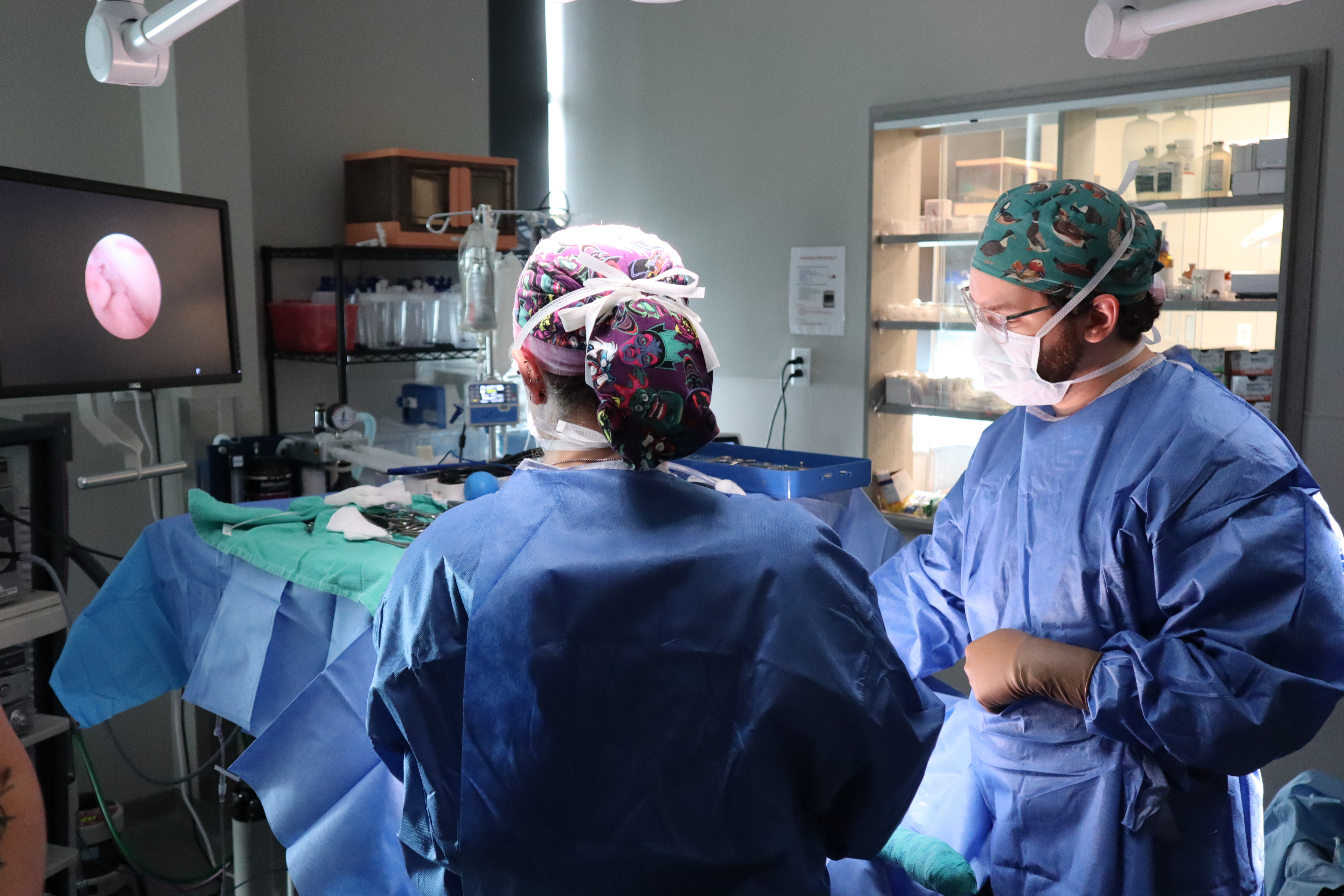 Veterinary Surgeons examining a patient under operation