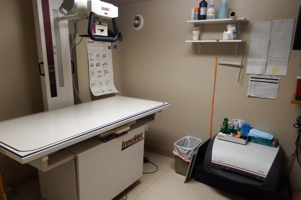 Angeles Clinic for Animals Xray