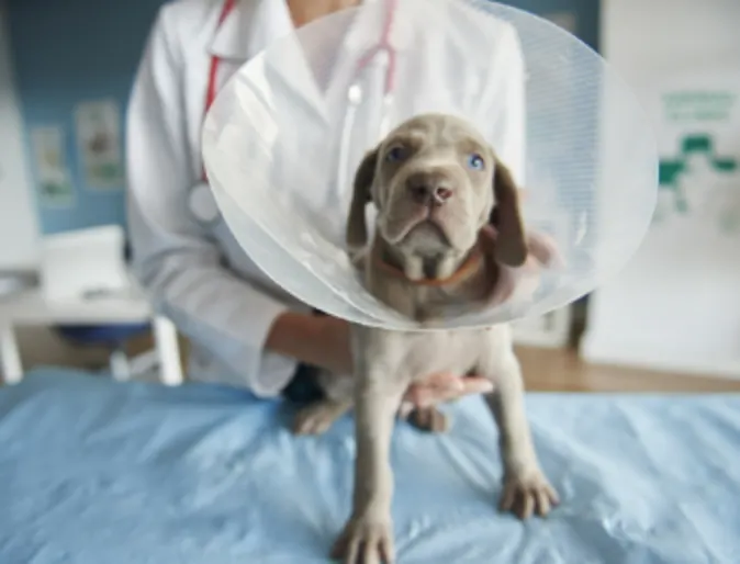 Gray Dog Wearing a Cone