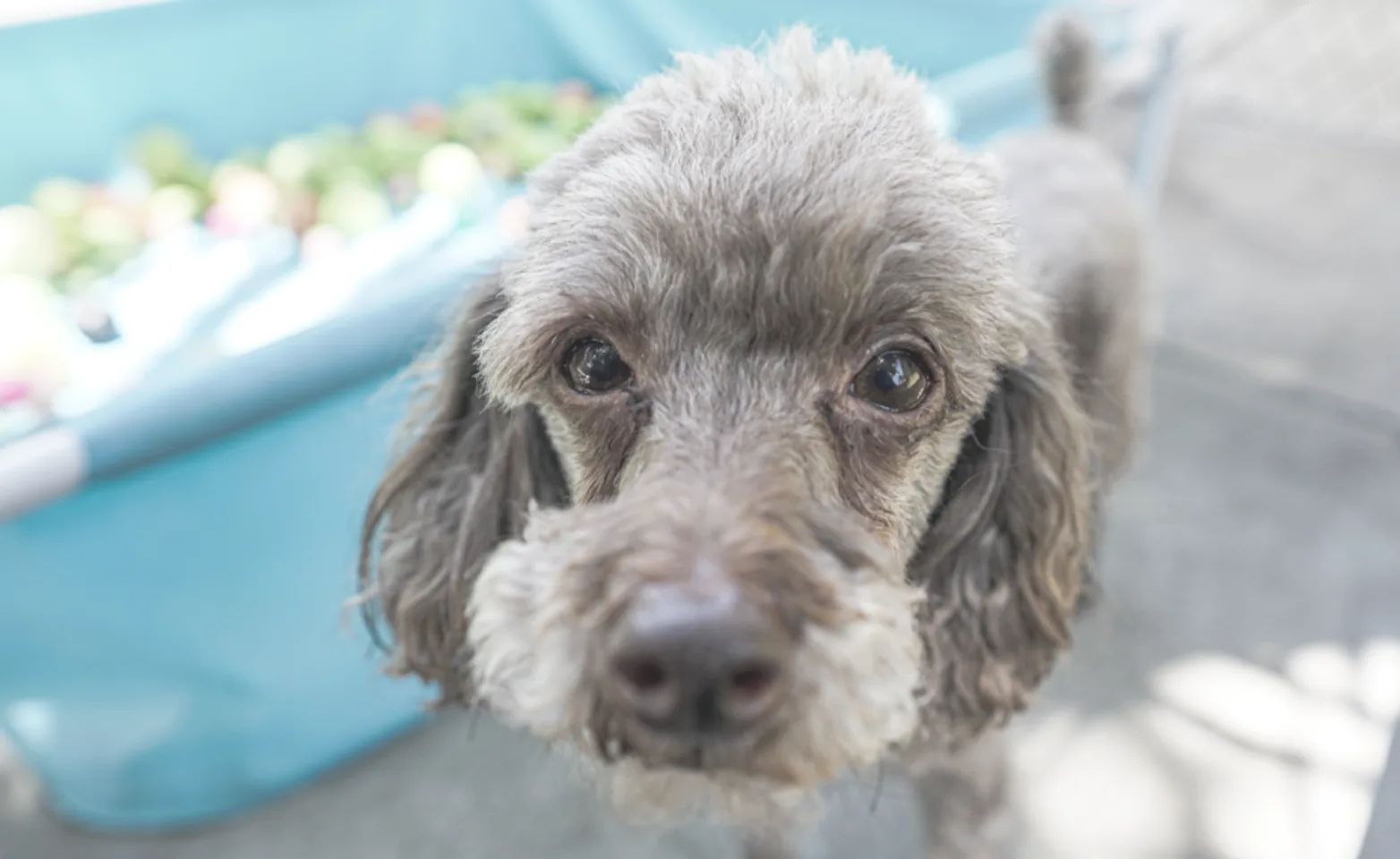 grey poodle looking up at the camera grey poodle looking up at the camera