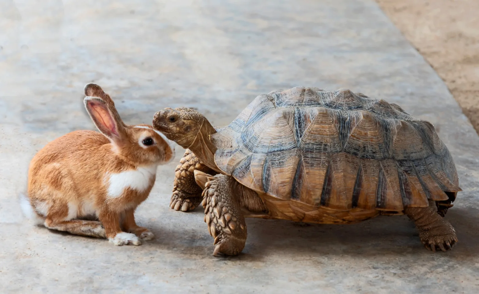 A Rabbit and a Turtle A Rabbit and a Turtle