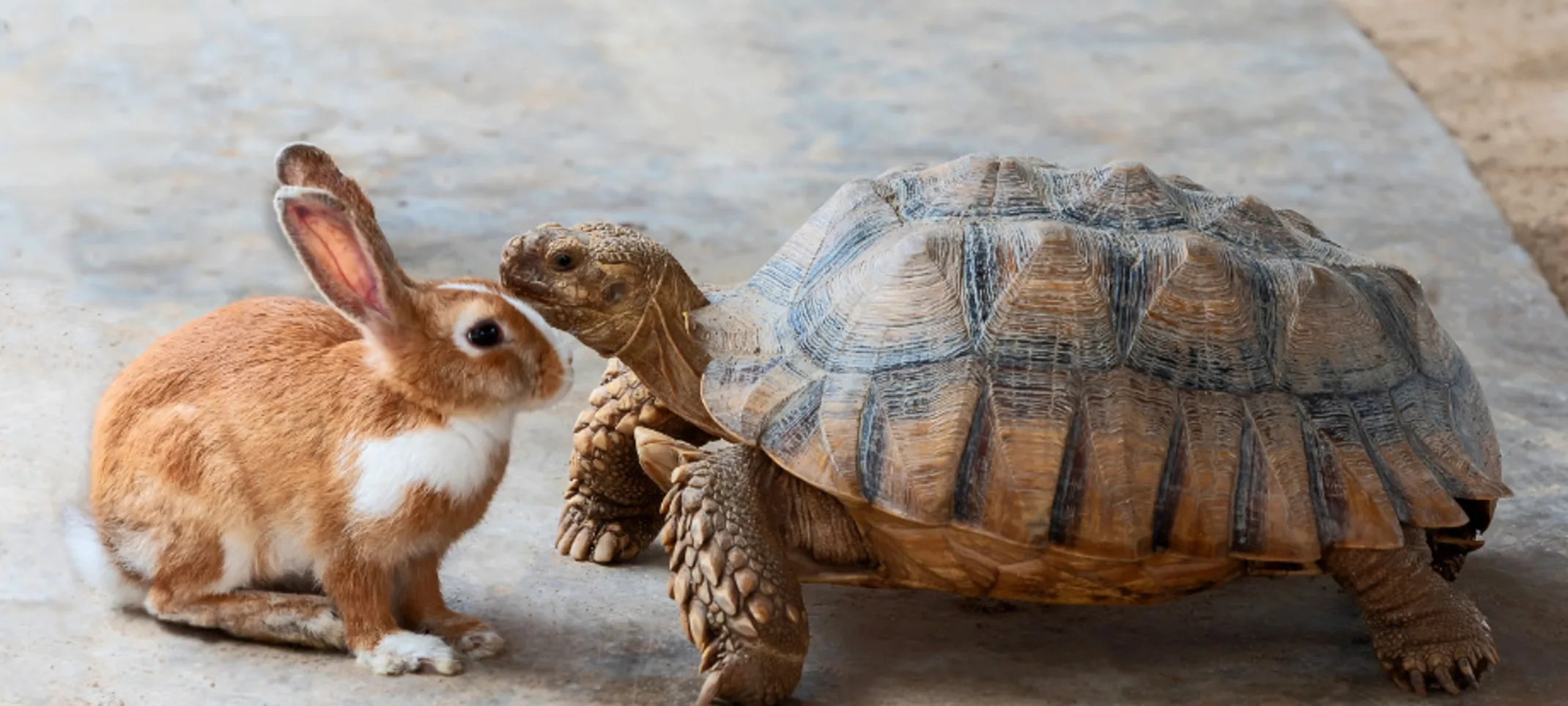 A Rabbit and a Turtle A Rabbit and a Turtle