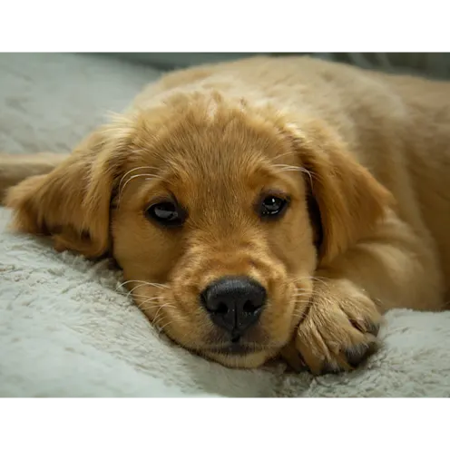 Suzie the dog Suzie the dog