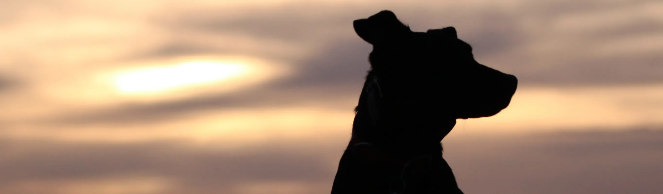 Dog and the sunset Dog and the sunset
