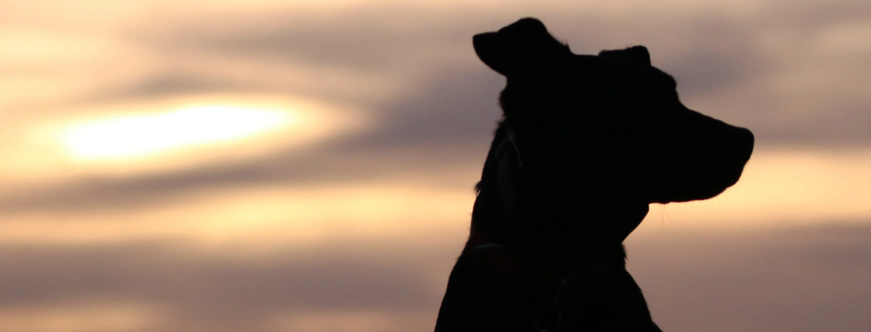 Dog and the sunset Dog and the sunset