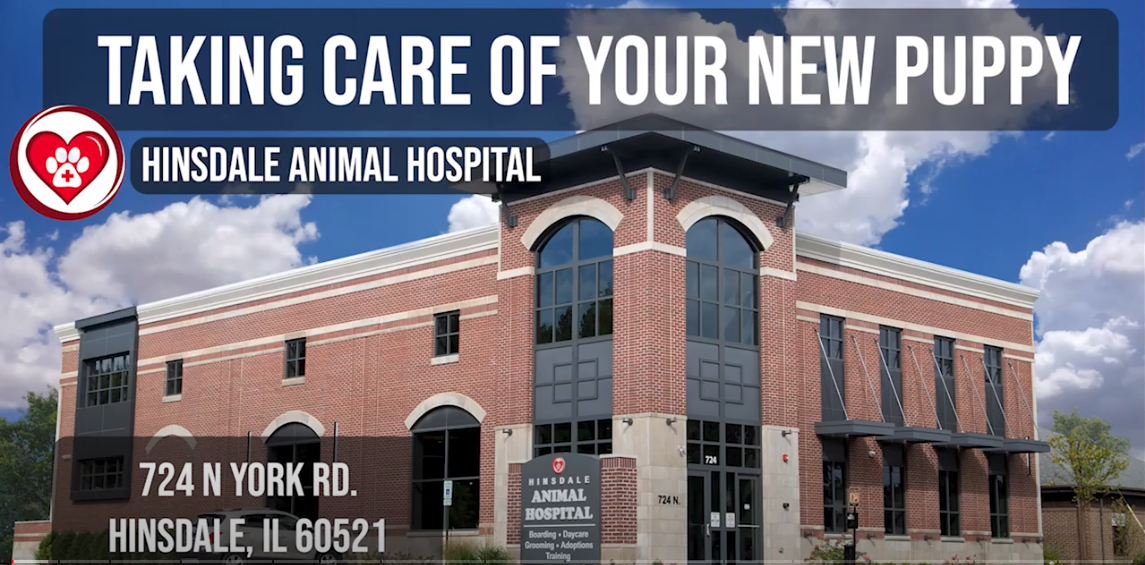 Hinsdale Animal Hospital, Taking Care of a New Puppy Video