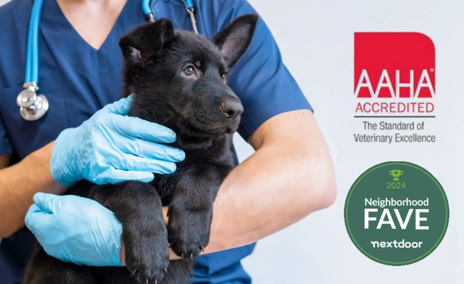 Vet holding puppy Vet holding puppy
