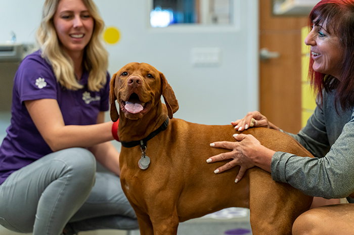 A dog is pet by their owner and a PetSuites staff member. 