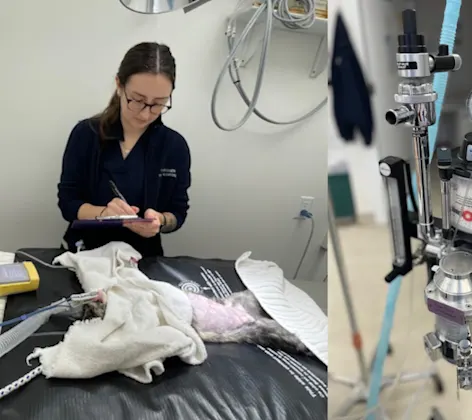 Veterinarian Performing Surgery Veterinarian Performing Surgery