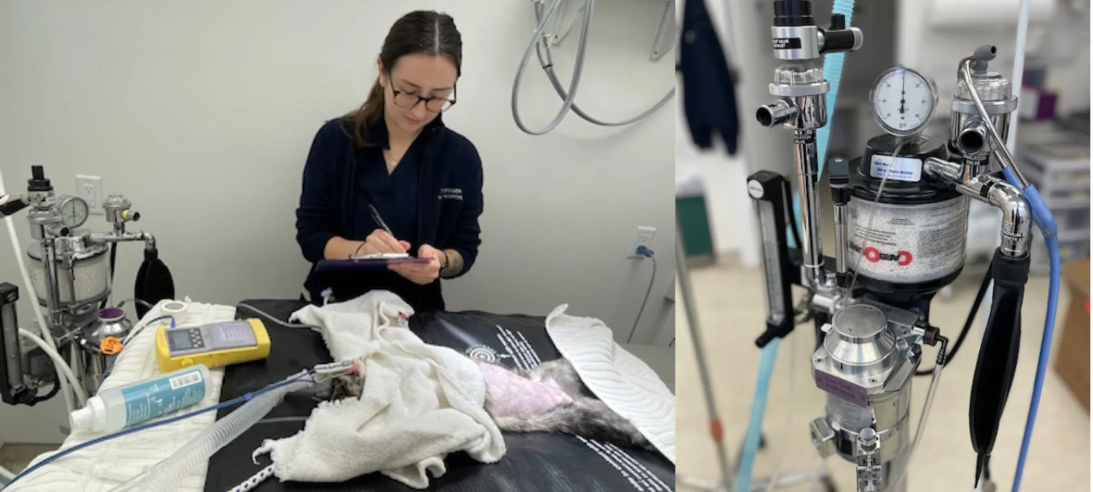Veterinarian Performing Surgery Veterinarian Performing Surgery