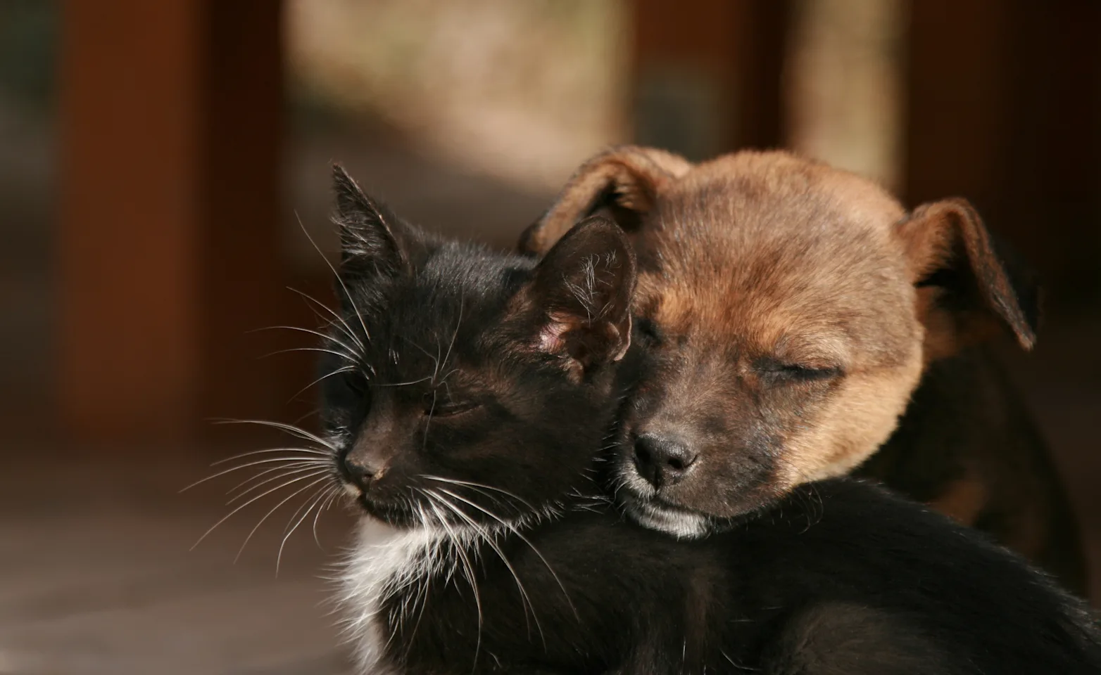Dog and Cat Dog and Cat