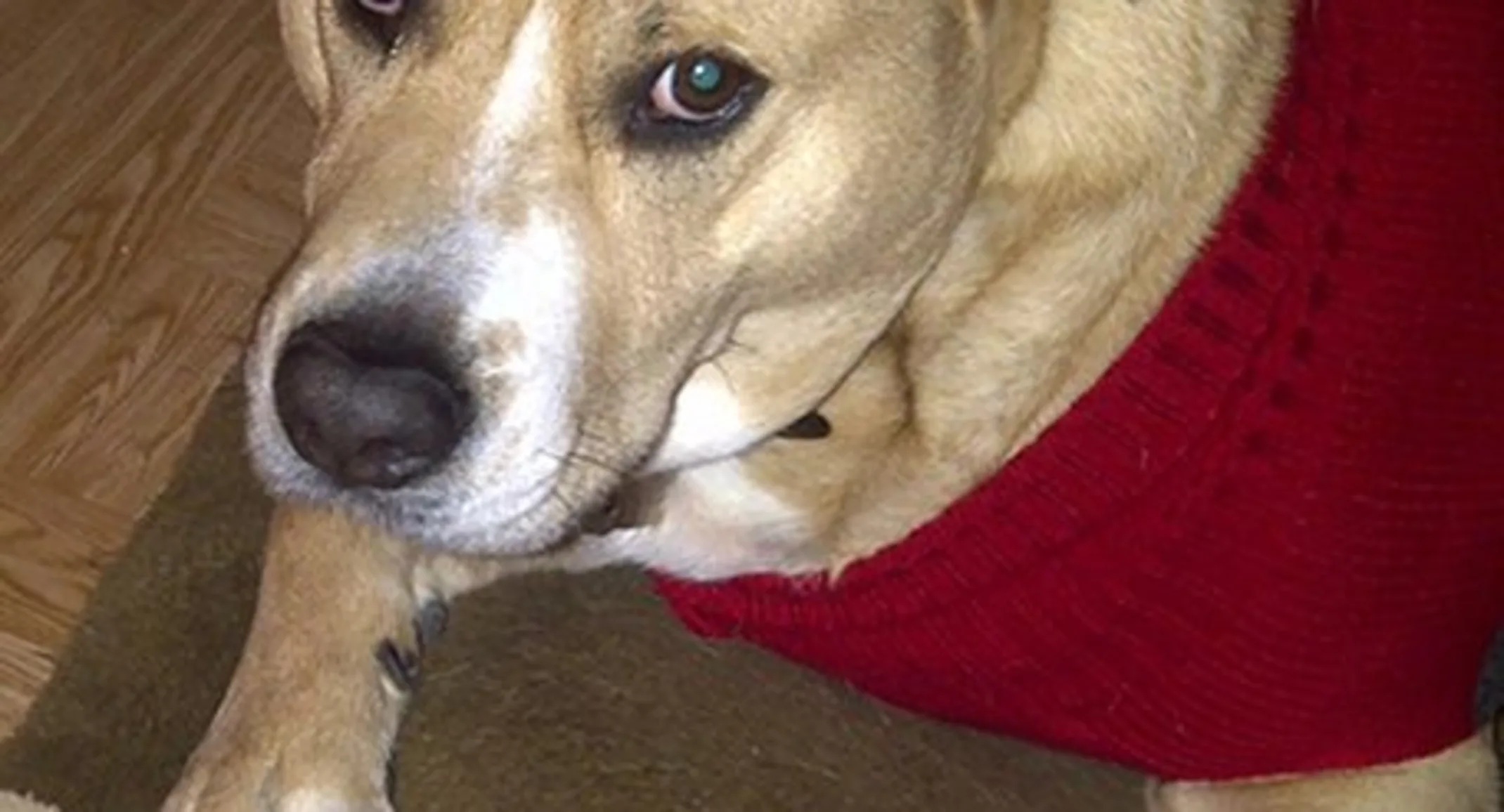 Bacardi wearing a red sweater Bacardi wearing a red sweater