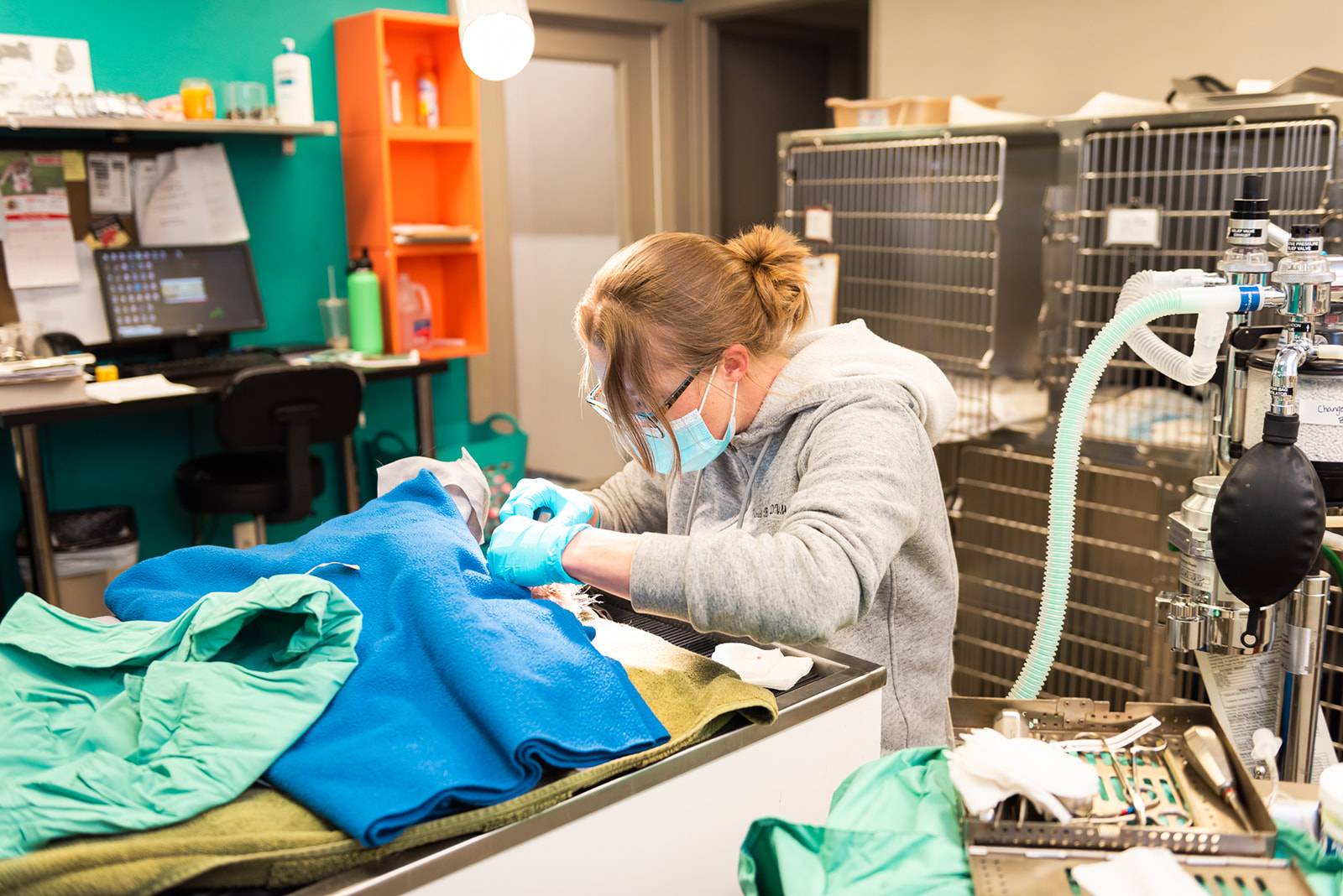 Veterinarian performing surgery on a patient at The Valley Veterinary Hospital