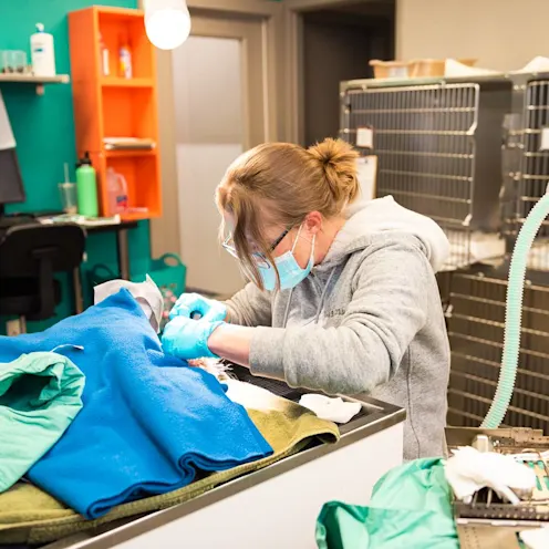 Veterinarian performing surgery on a patient at The Valley Veterinary Hospital Veterinarian performing surgery on a patient at The Valley Veterinary Hospital