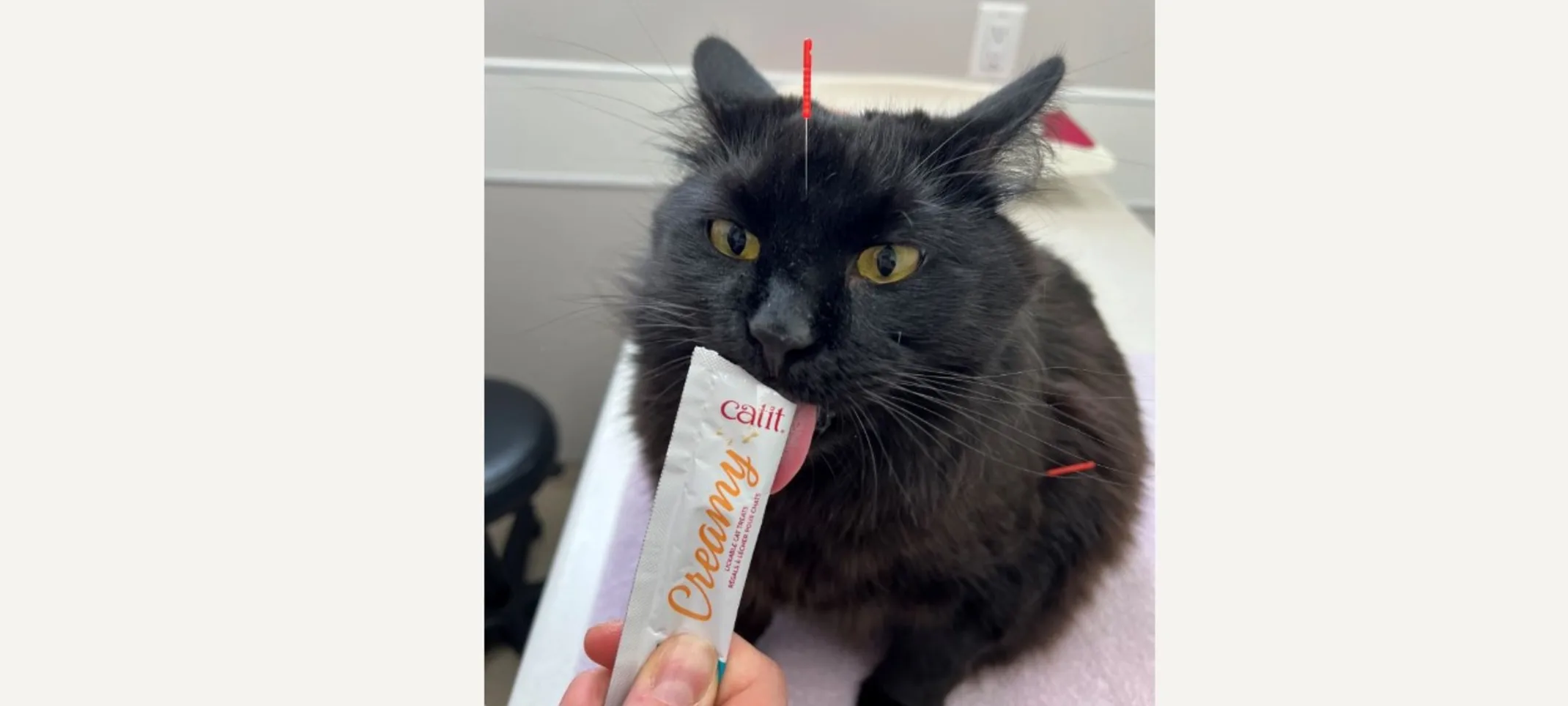 Cat receiving acupuncture and eating a treat Cat receiving acupuncture and eating a treat