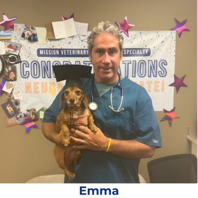 Emma the dog wearing graduate cap