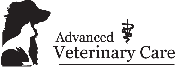 Emergency Veterinary Care in Farmington, CT. | Advanced Veterinary Care