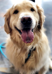 Golden Retriever with tongue out sitting on the floor